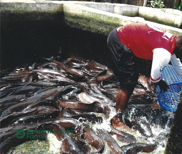 Experience That Delivers Quality Fish