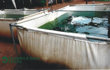 Starting Your Own Fish Farm in Nigeria: Tips for Beginners