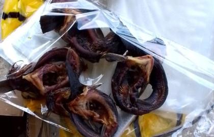 Top 5 Health Benefits of Eating Fresh Fish