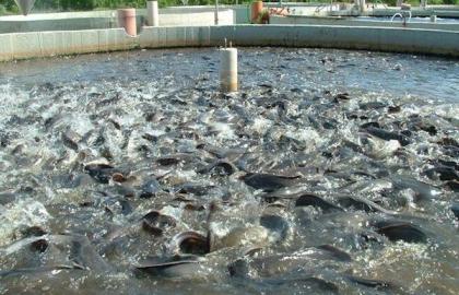 The Rise of Fish Farming in Nigeria: A Lucrative Opportunity